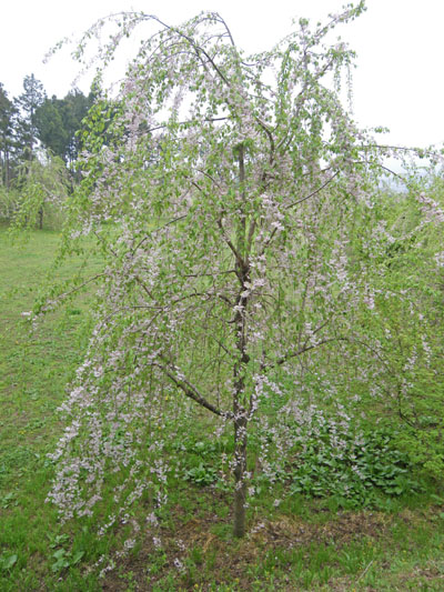白井城と白井宿の八重桜