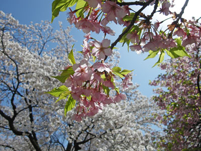 前橋 敷島公園のお花見