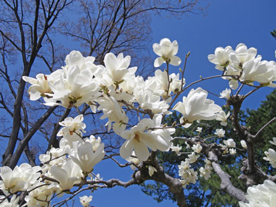 前橋 敷島公園のお花見