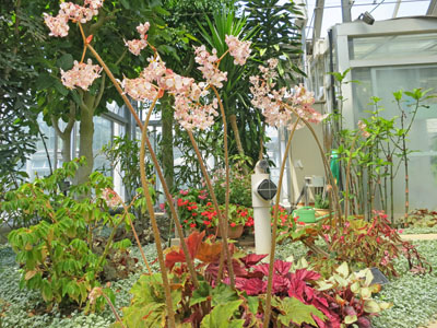 熱帯植物 “奇想天外”他、温室の植物