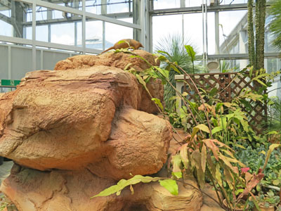 熱帯植物 “奇想天外”他、温室の植物