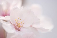 桜撮