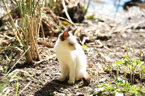 一碧湖の猫