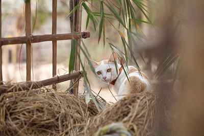 カンボジアの猫