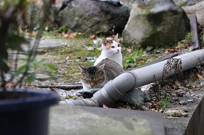 草津温泉の野良猫たち２
