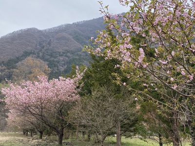 湿地公園の桜