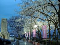 桜の開花　2014 4.2