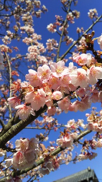 東光寺のヒマラヤ桜