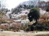 カッパピア跡地　現在　2013．4．4　桜の続き
