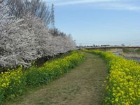 桜＆菜の花ロード