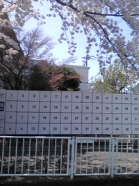 震災・桜・選挙