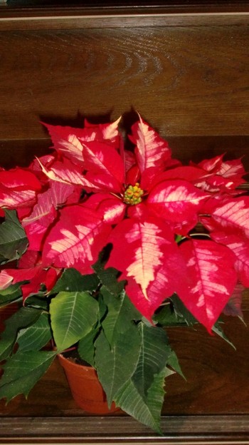 クリスマスの花!
