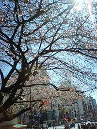 上野公園の桜
