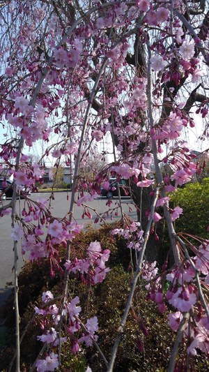 学習センターの桜