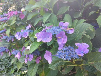 身近な紫陽花