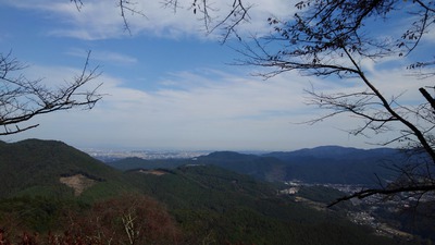 「冬桜ウォーク」のご案内と昨日の桜山公園