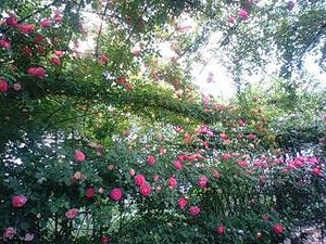薔薇の季節のオープンガーデン