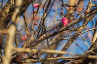 寒紅梅が咲いてきましたね 2025/01/09 15:41:03