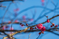 寒紅梅＠秋間梅林2025 2025/02/07 17:57:53