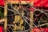 飽馬神社の寒紅梅 2025/02/19 16:51:29
