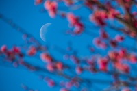 下弦の月と寒紅梅 2025/02/21 12:37:52