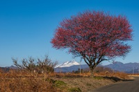 寒紅梅と浅間山雪景色 2025/02/27 18:32:45