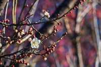 紅白梅 2025/03/01 13:17:20