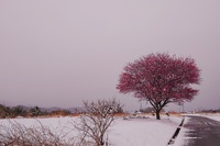 寒紅梅に雪 2025/03/06 14:46:42