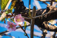 河津桜が咲いてきました 2025/03/07 13:48:21