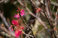 寒緋桜＠後閑城趾公園2025 2025/03/11 15:42:57