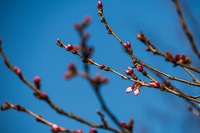 小彼岸桜の蕾＠後閑城趾公園 2025/03/22 13:25:24