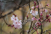 小彼岸桜が咲いてきましたね。 2025/03/24 14:13:54