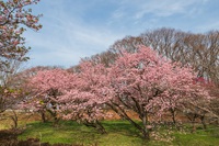 彼岸桜＠安中市観光公園2025 2025/03/27 18:10:55
