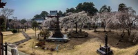 枝垂れ桜＠慈眼寺2025 2025/03/28 15:26:36