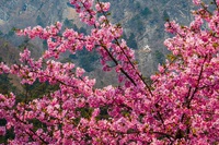 河津桜の丘2025 2025/03/31 13:35:48