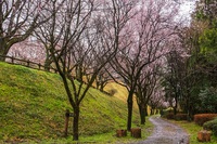 雨の桜並木＠後閑城趾公園 2025/04/02 15:53:25
