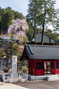 碓氷山金剛寺の枝垂れ桜 2025/04/03 15:59:36