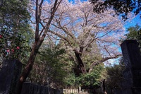 樹齢500年以上細野の彼岸桜2025 2025/04/08 15:24:18