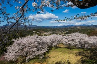 後閑城址公園桜満開2025 2025/04/12 15:30:22