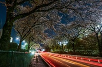 人見の桜並木2025（信越化学工業群馬事業所松井田工場） 2025/04/13 18:33:39