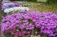 庭の芝桜 2025/04/20 17:02:09
