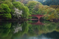 新緑と山桜 2025/04/24 15:25:28