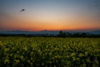 日没の菜の花畑＠鼻高展望花の丘 2025/04/27 15:23:41