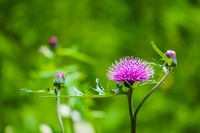 野薊