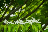 山法師