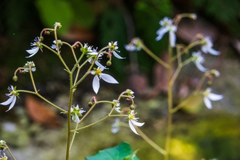 虎耳草