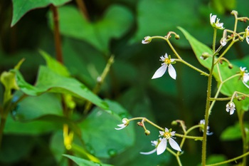 虎耳草