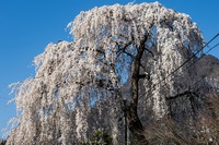 行田の枝垂れ桜