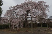 威徳山の桜