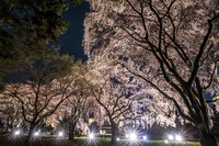 祇園の孫桜ライトアップ＠敷島公園
